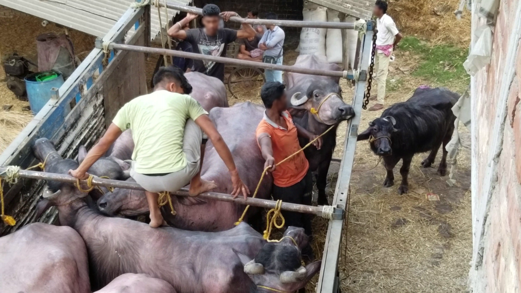Bufale abusate crudelmente: nuove immagini shock dall'India