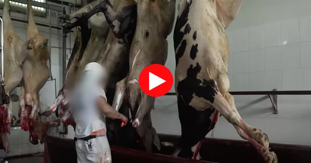 Mucche da latte uccise incinte per produzione latte