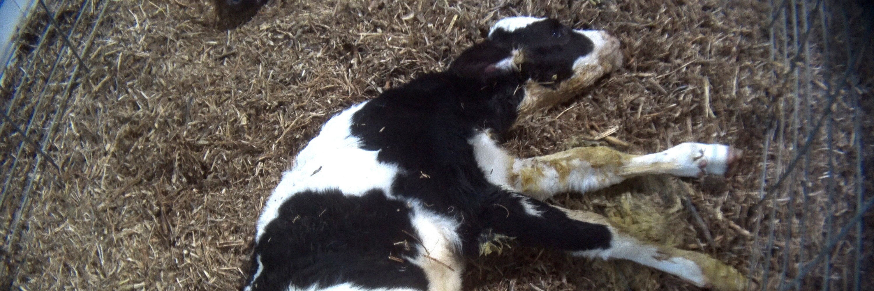 header-image-calf-died-baby-hell-3000*1000