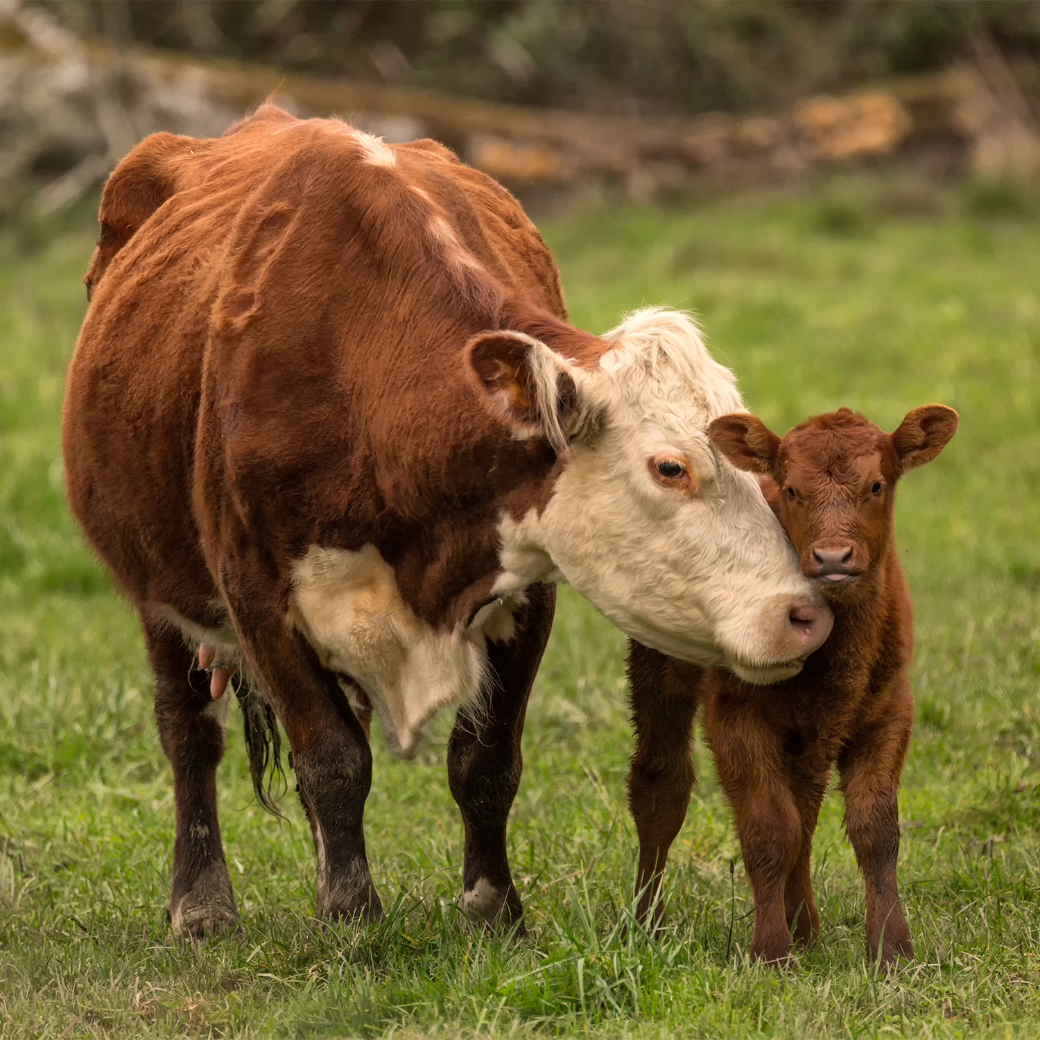 mucca e vitello animal equality