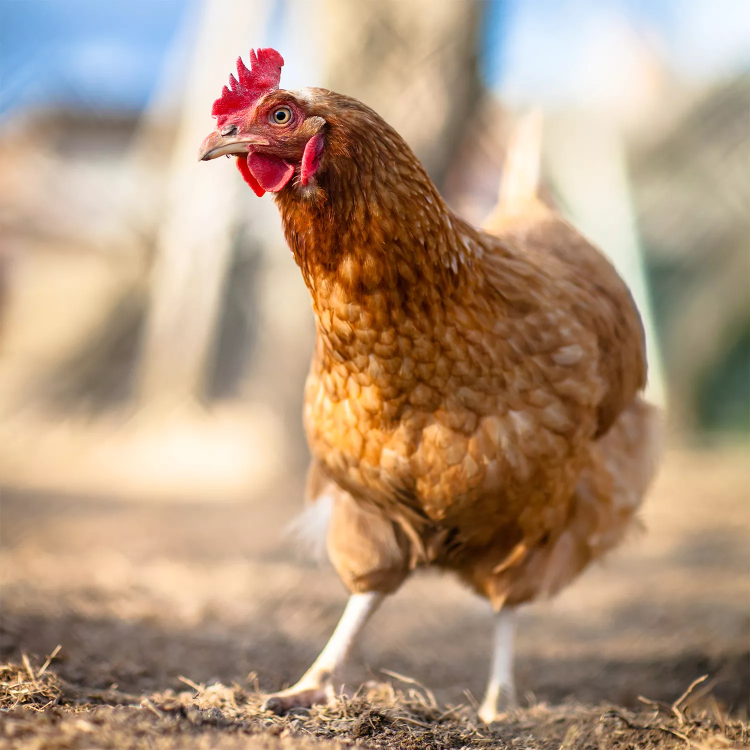 L’Islanda annuncia: basta galline in gabbia per la produzione di uova