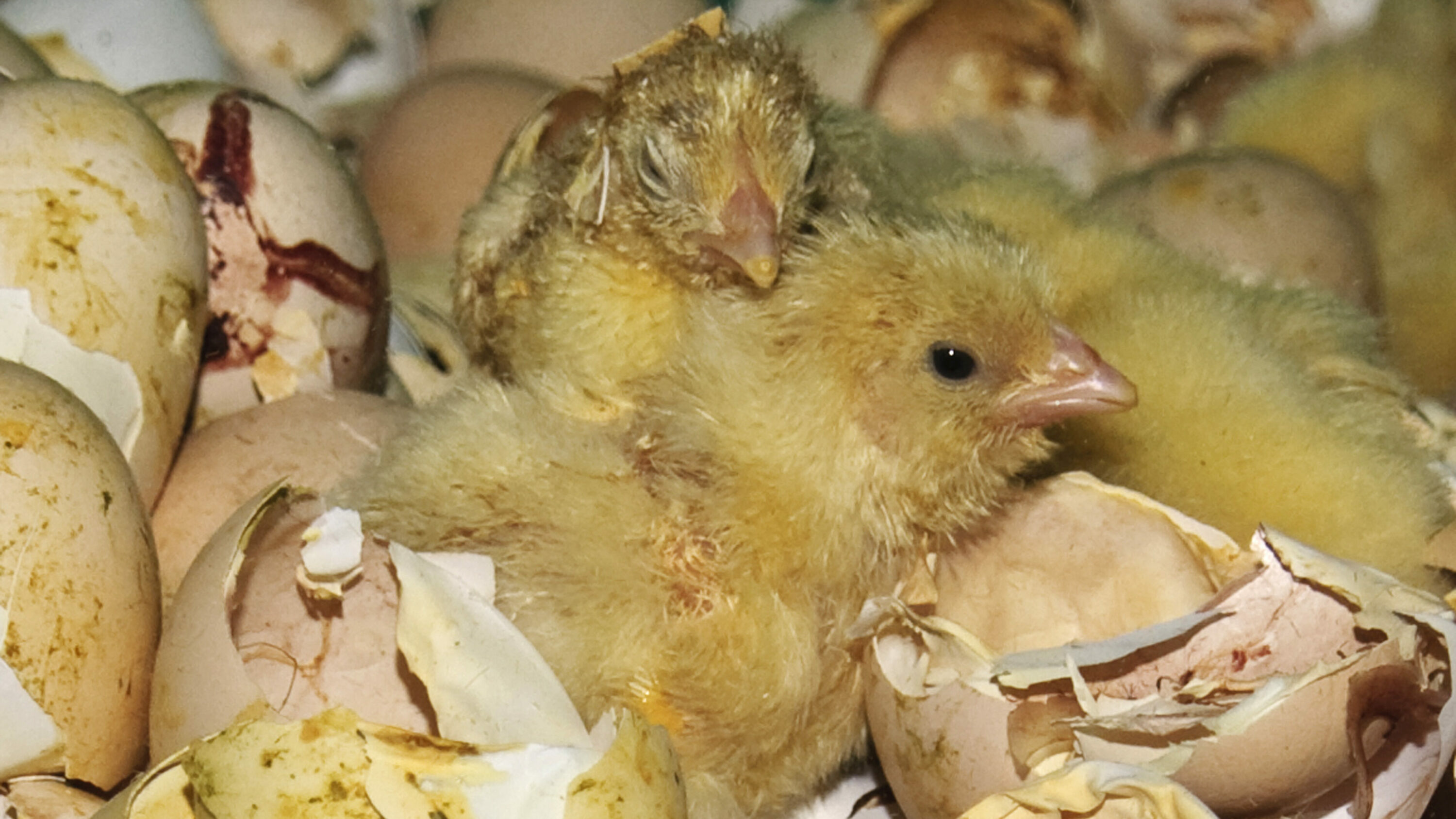 perché pulcini maschi vengono uccisi
