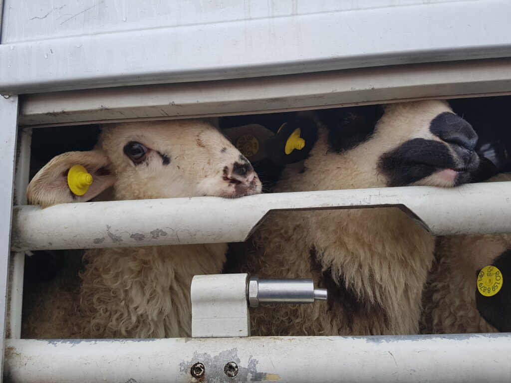 sheeps-live-transport