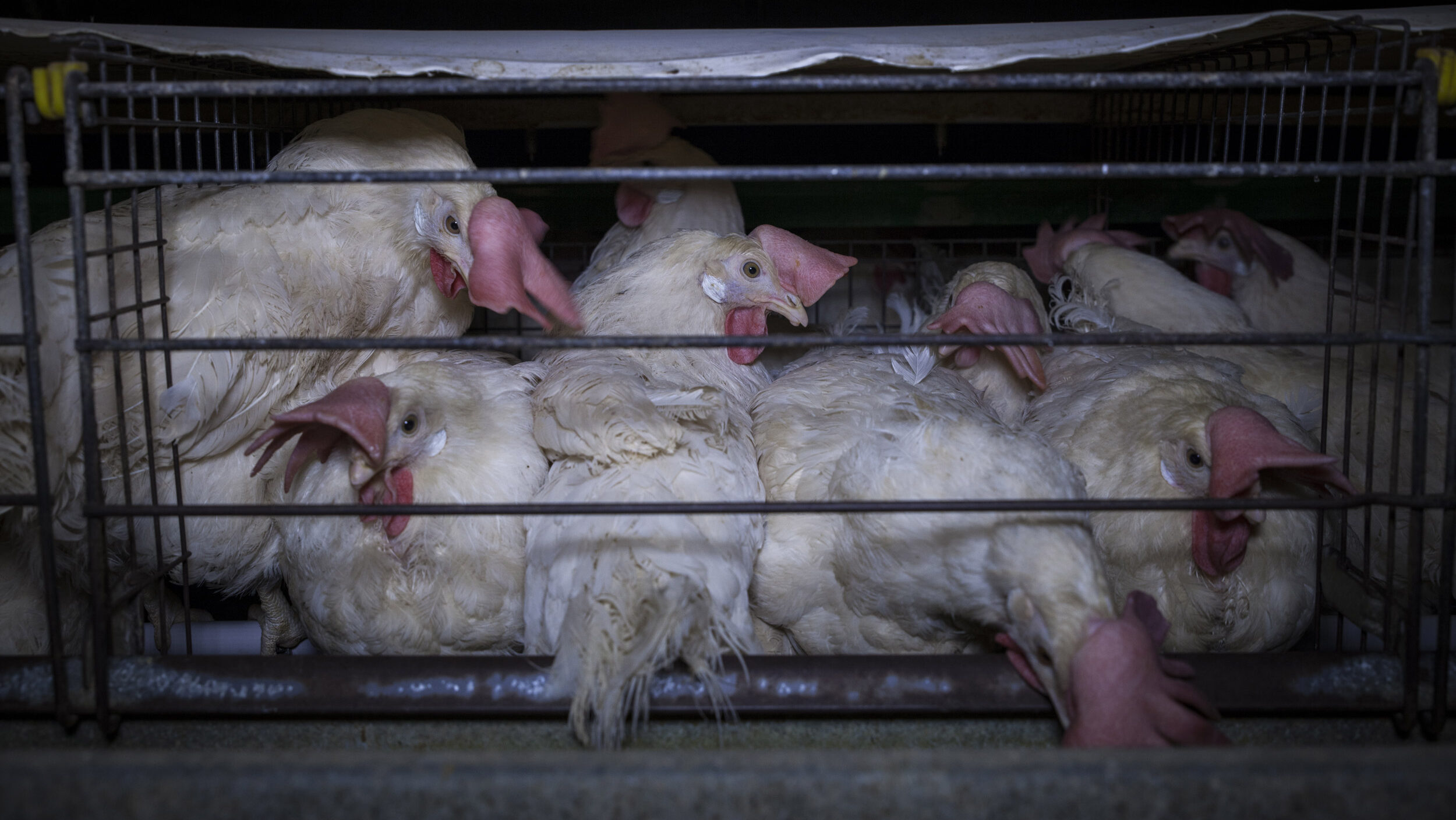 Galline allevamento in gabbia