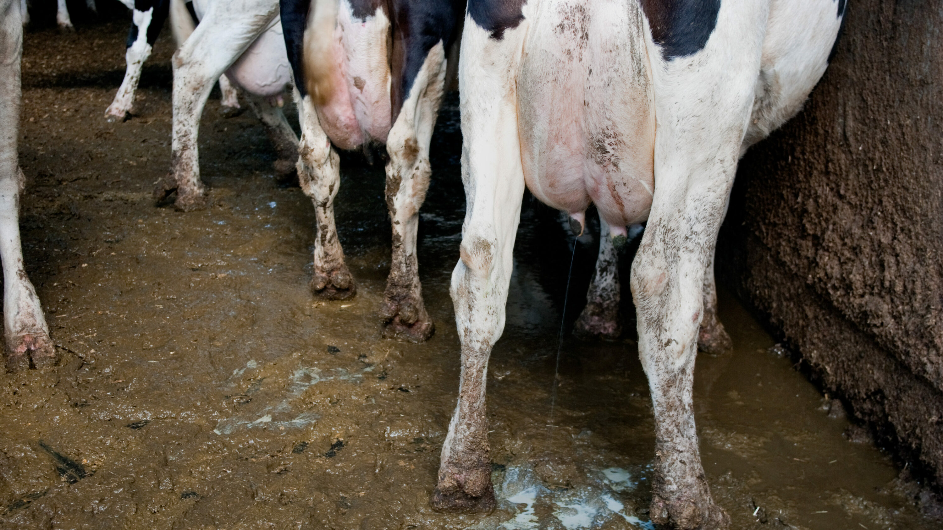 Mucche soffrono latte