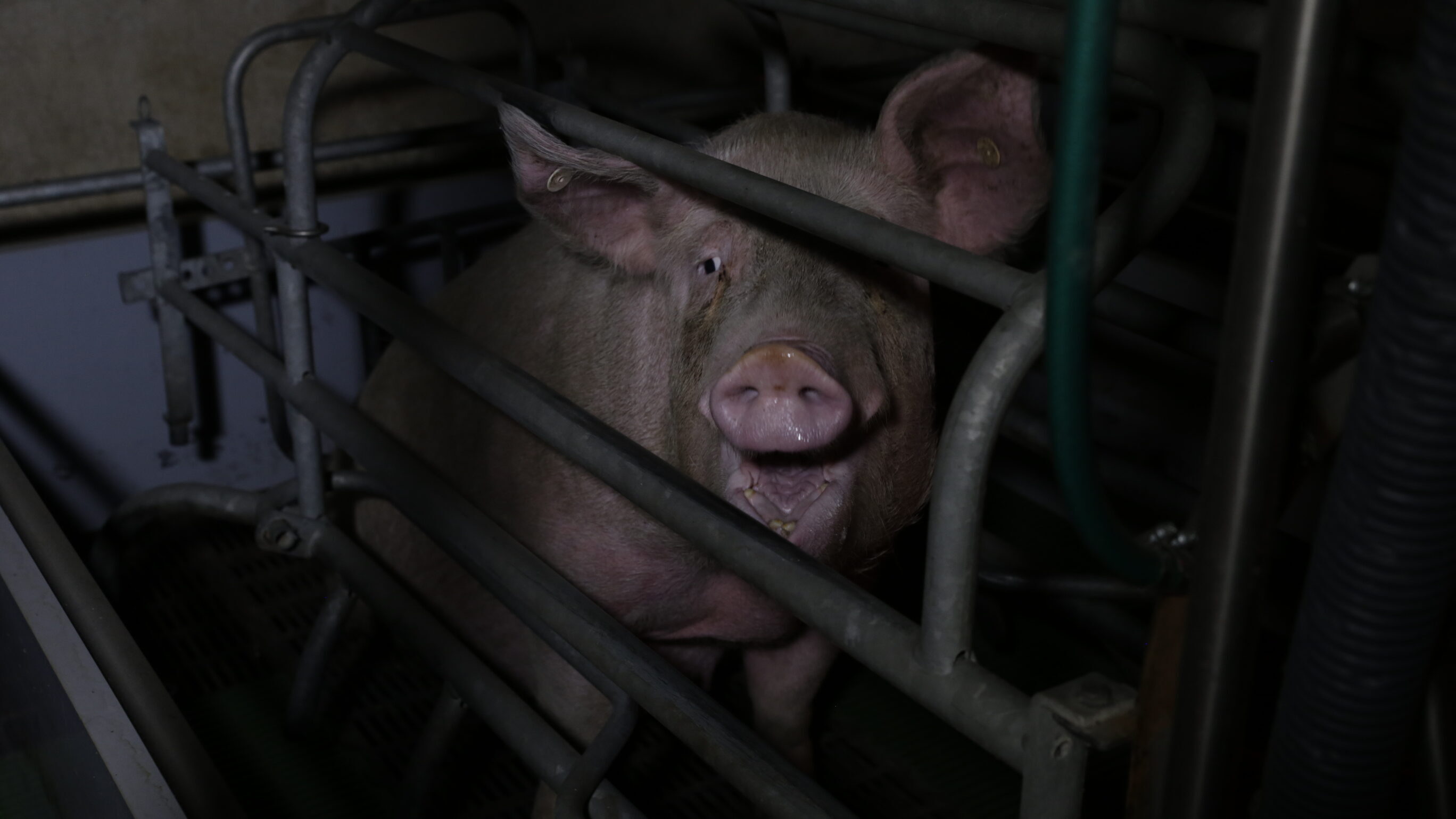 Scrofa allevamento in gabbia