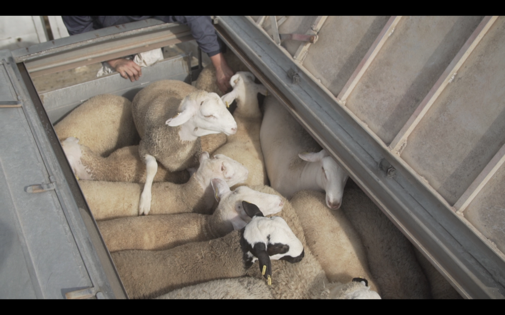 sheeps-transported-by-ship