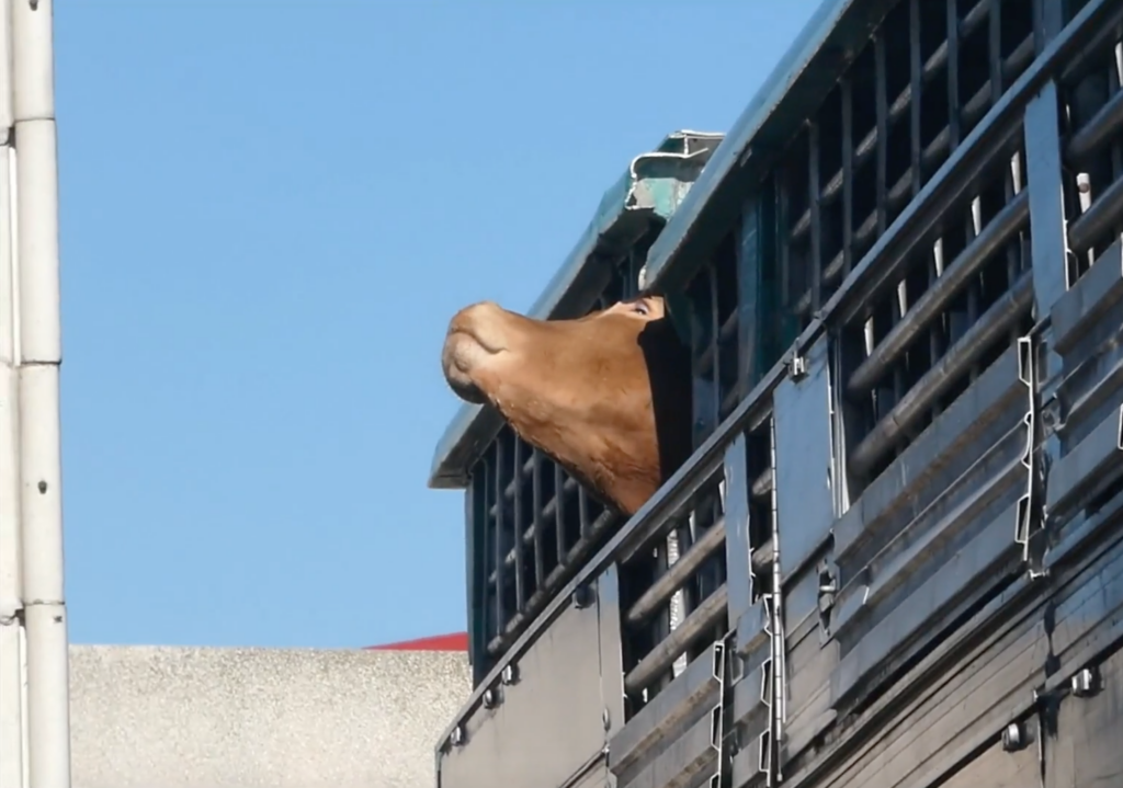 bovine-transported-by-ship