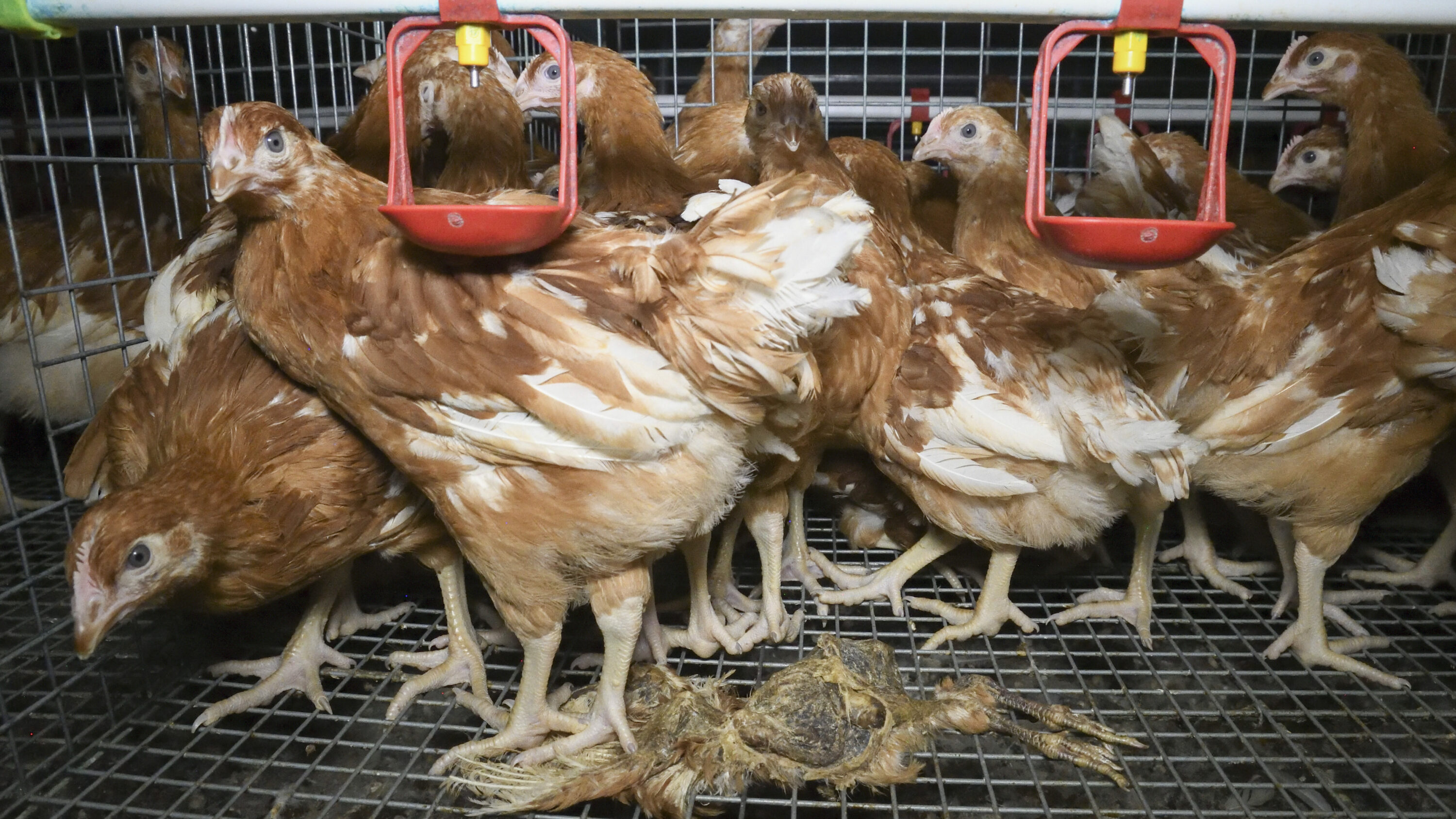 Galline allevamento in gabbia