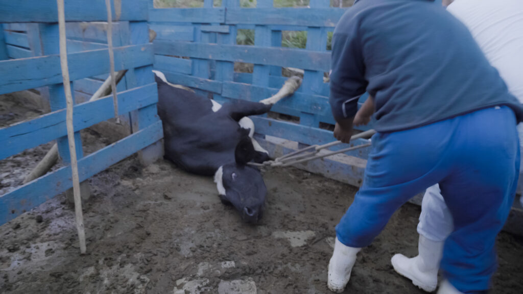 mucca brasile maltrattamenti carne