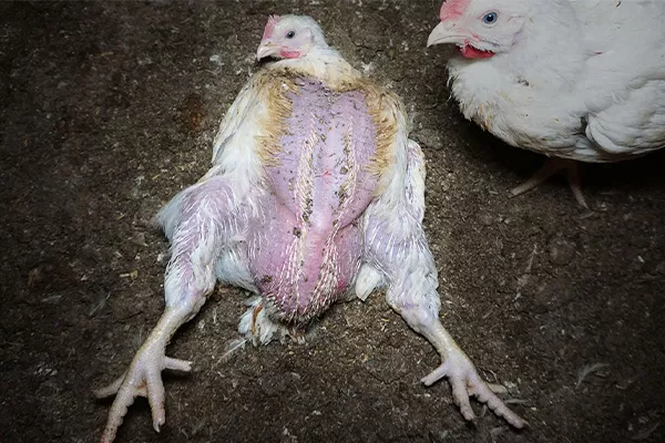 Pollo-selezione-genetica