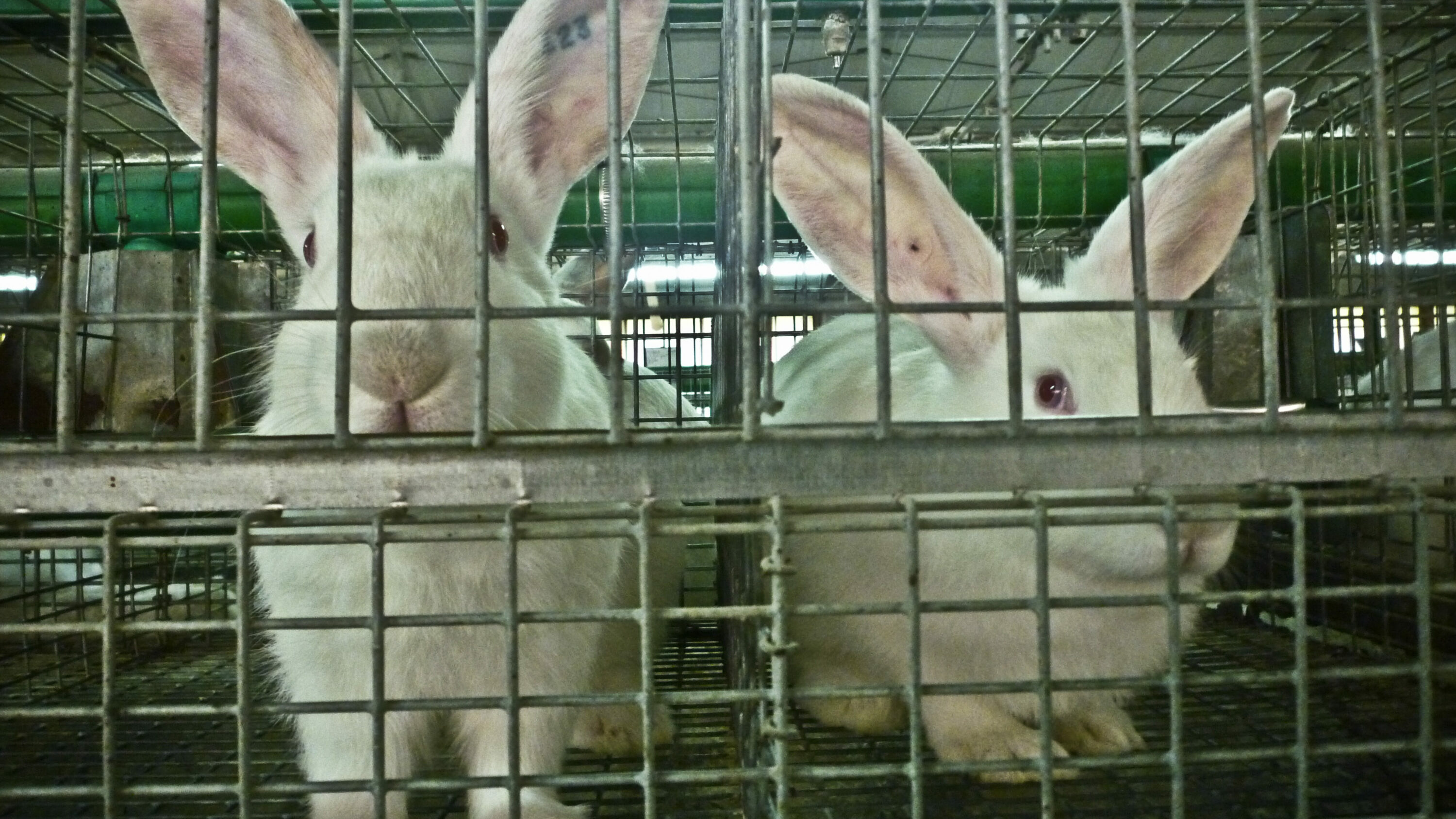 Conigli allevamento in gabbia