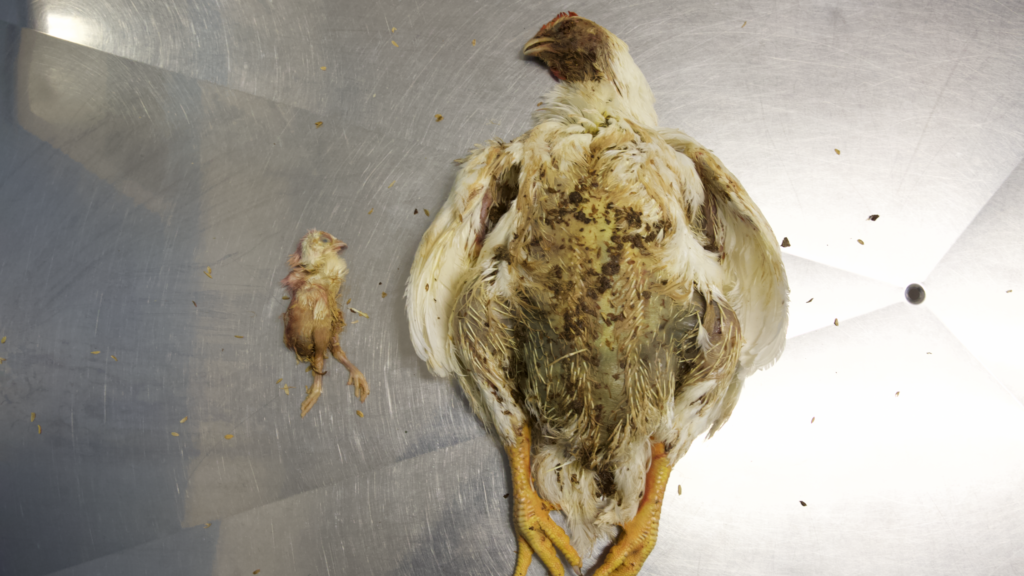 Oasi nella Crescita Omogeneizzato Liofilizzato Pollo - MammacheTest