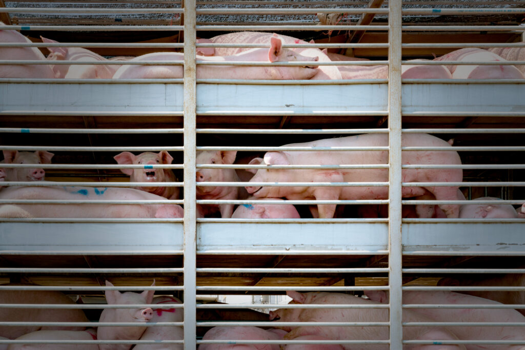 pigs-live-transport