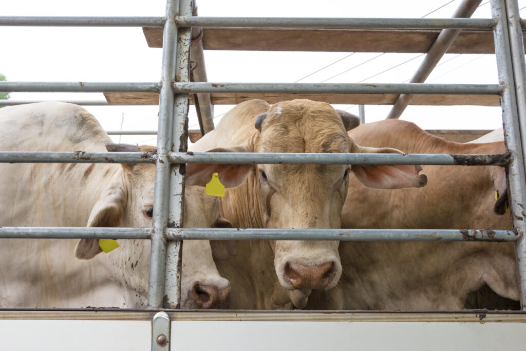cows-live-transport