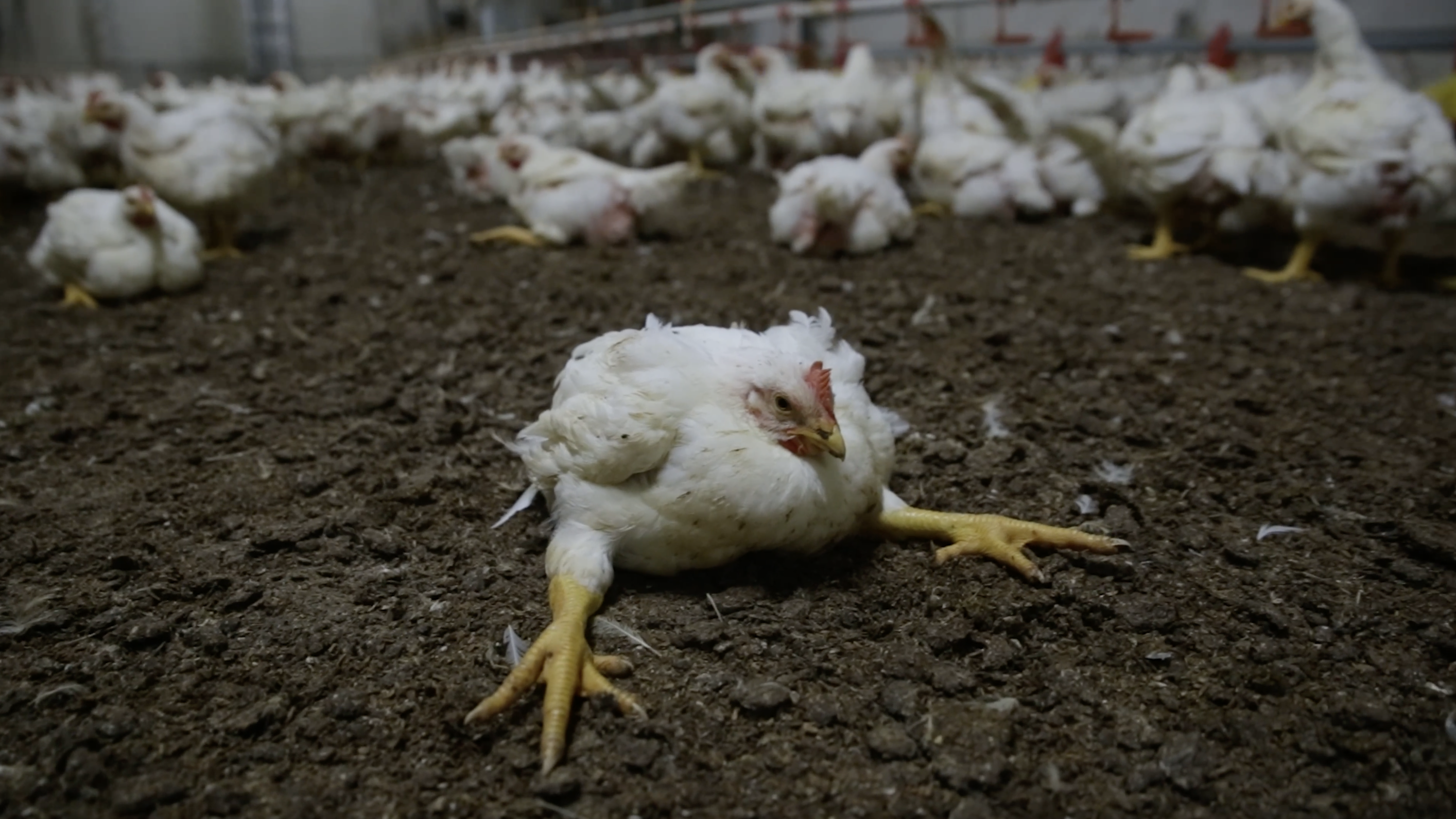 farming-broile