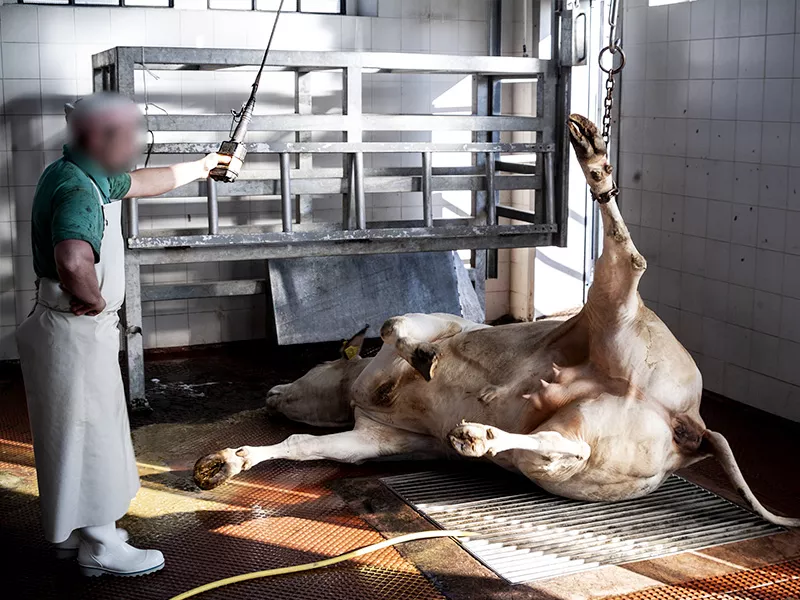 Investigatore riprende la macellazione di un bovino