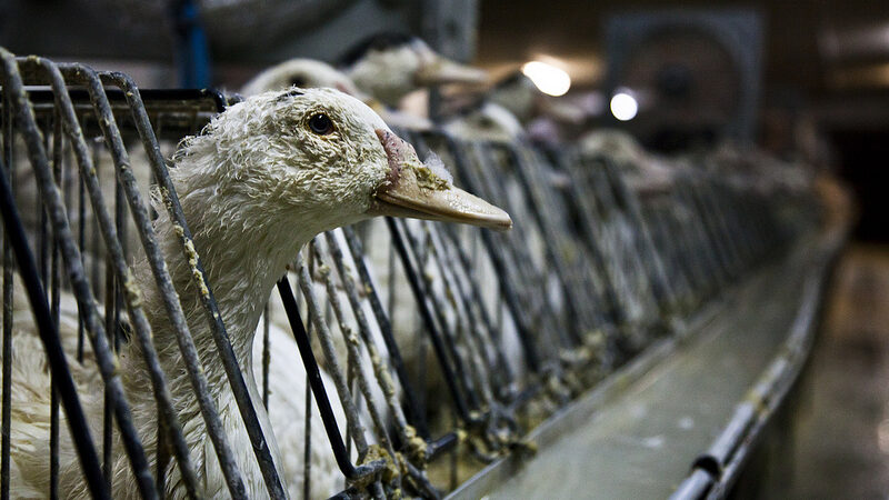 Foie gras: tutto quello che devi sapere