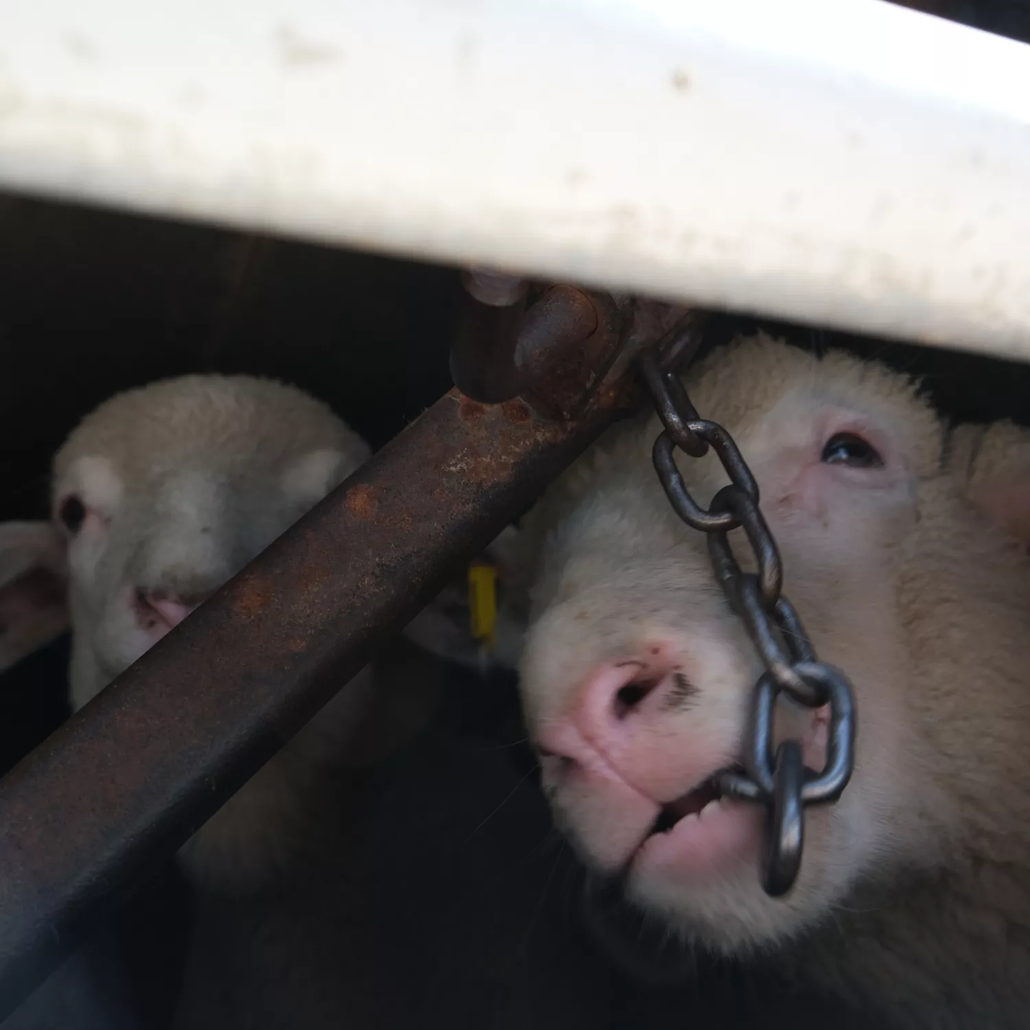 Un risultato storico: il Regno Unito proibisce l’esportazione di animali vivi