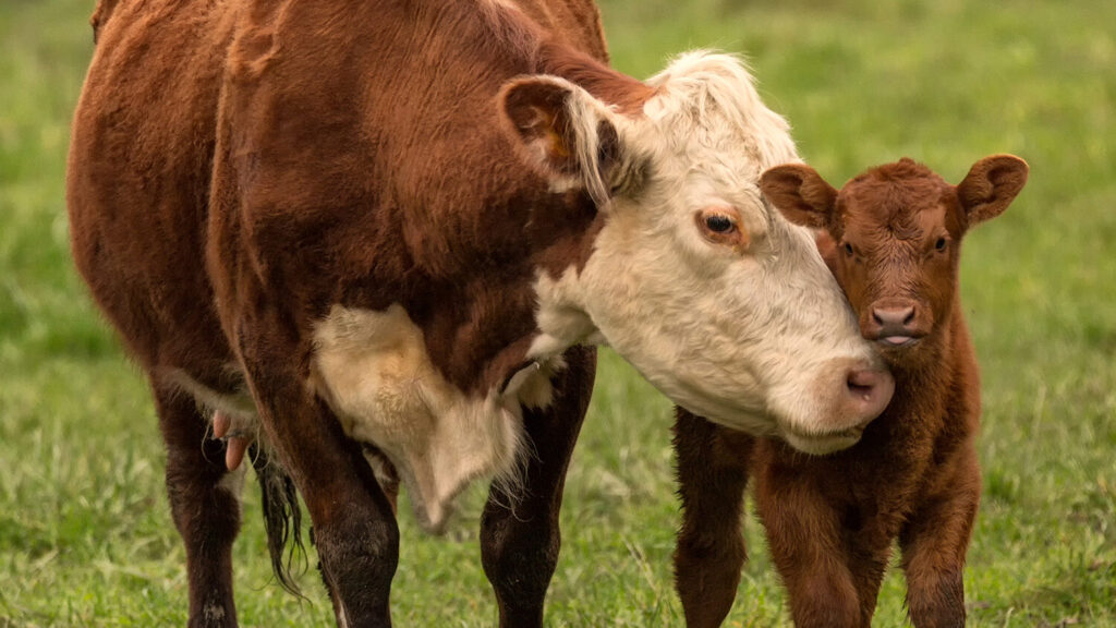 mucca e vitello animal equality