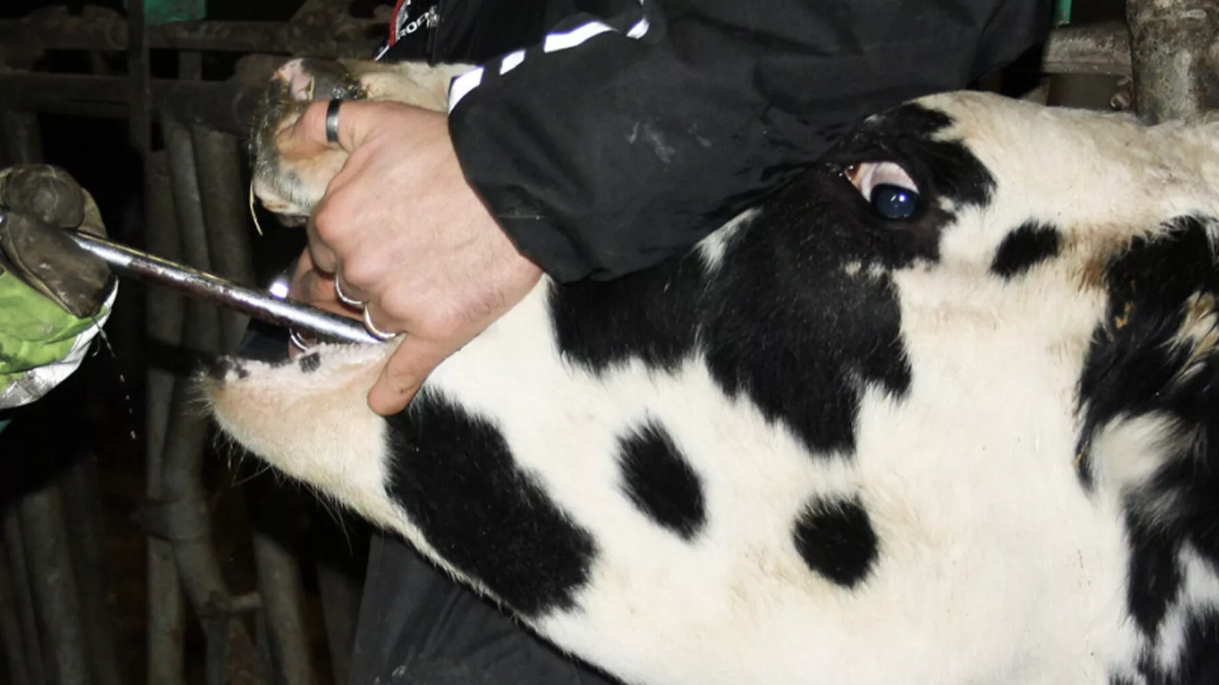 produzione latte mucche sfrutatte