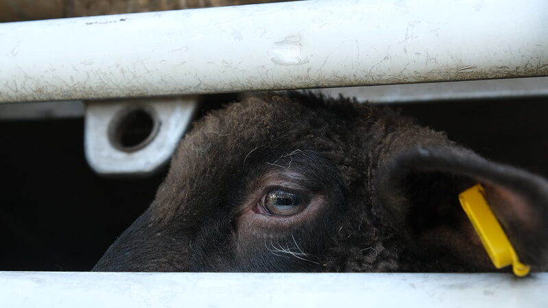 PETIZIONE: STOP AL TRASPORTO CRUDELE DI ANIMALI VIVI