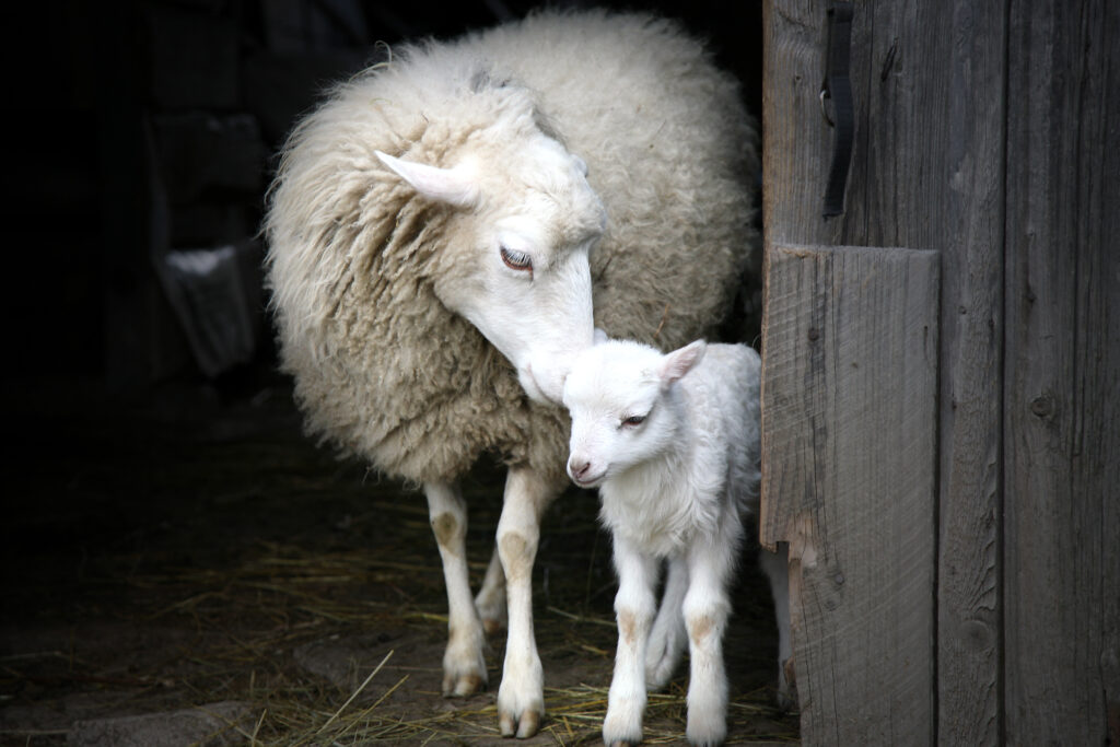 Una famiglia di agnelli