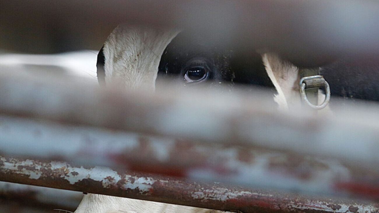 DE MONTE SOTTOSCRIVE RICHIESTA COMMISSIONE DI INCHIESTA SU TRASPORTO ANIMALI  VIVI