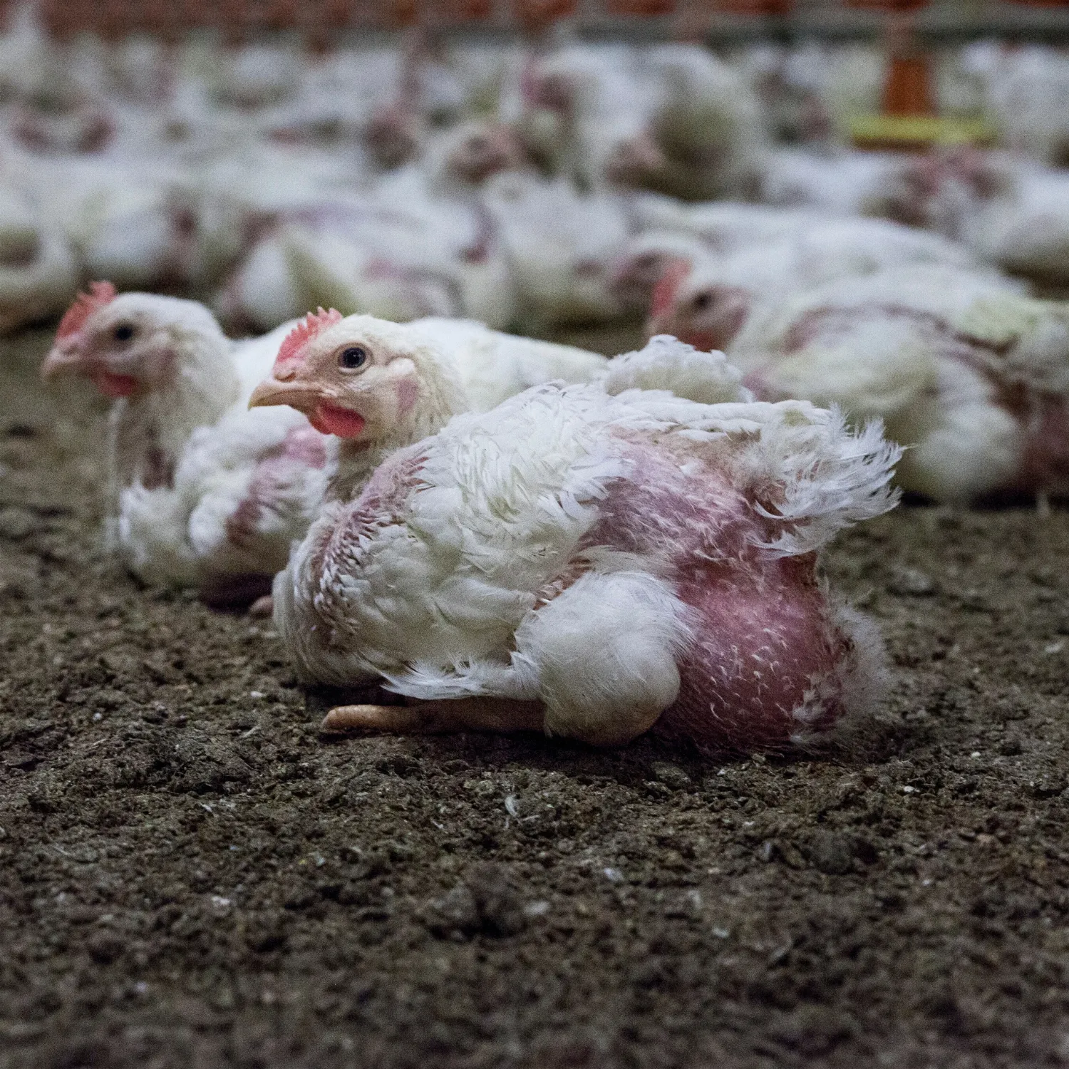Cede il colosso francese della carne di pollo. Il settore avicolo italiano resta immobile