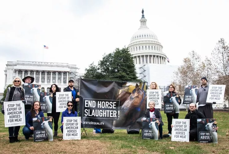 I sostenitori di Animal Equality protestano di fronte al Campidoglio degli Stati Uniti per chiedere di porre fine alla macellazione dei cavalli