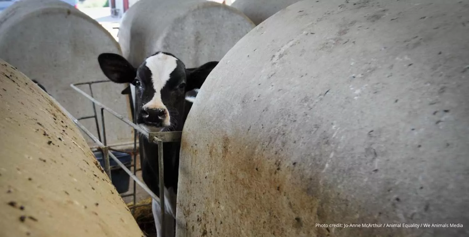 vitello latte separati mucche