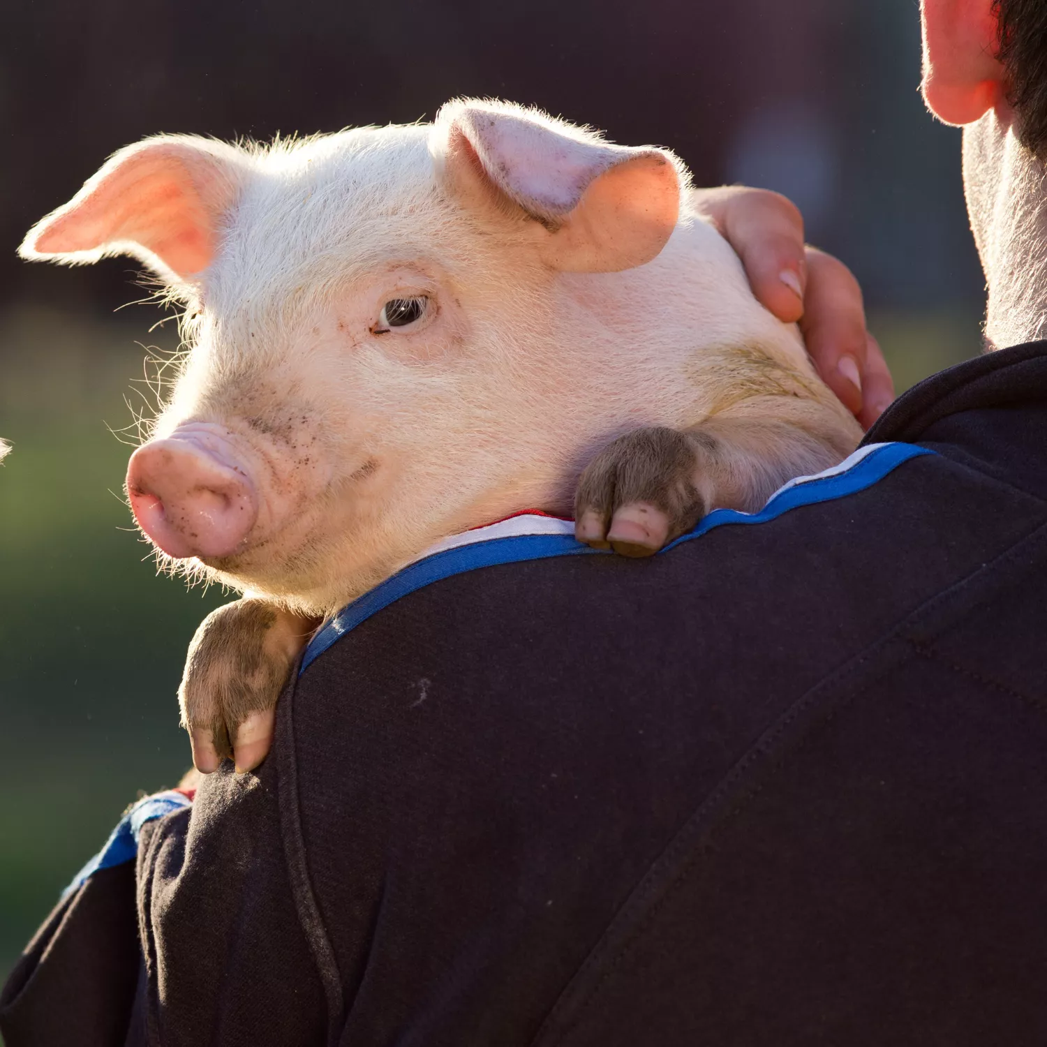 È legge: carcere per chi maltratta gli animali in Italia!