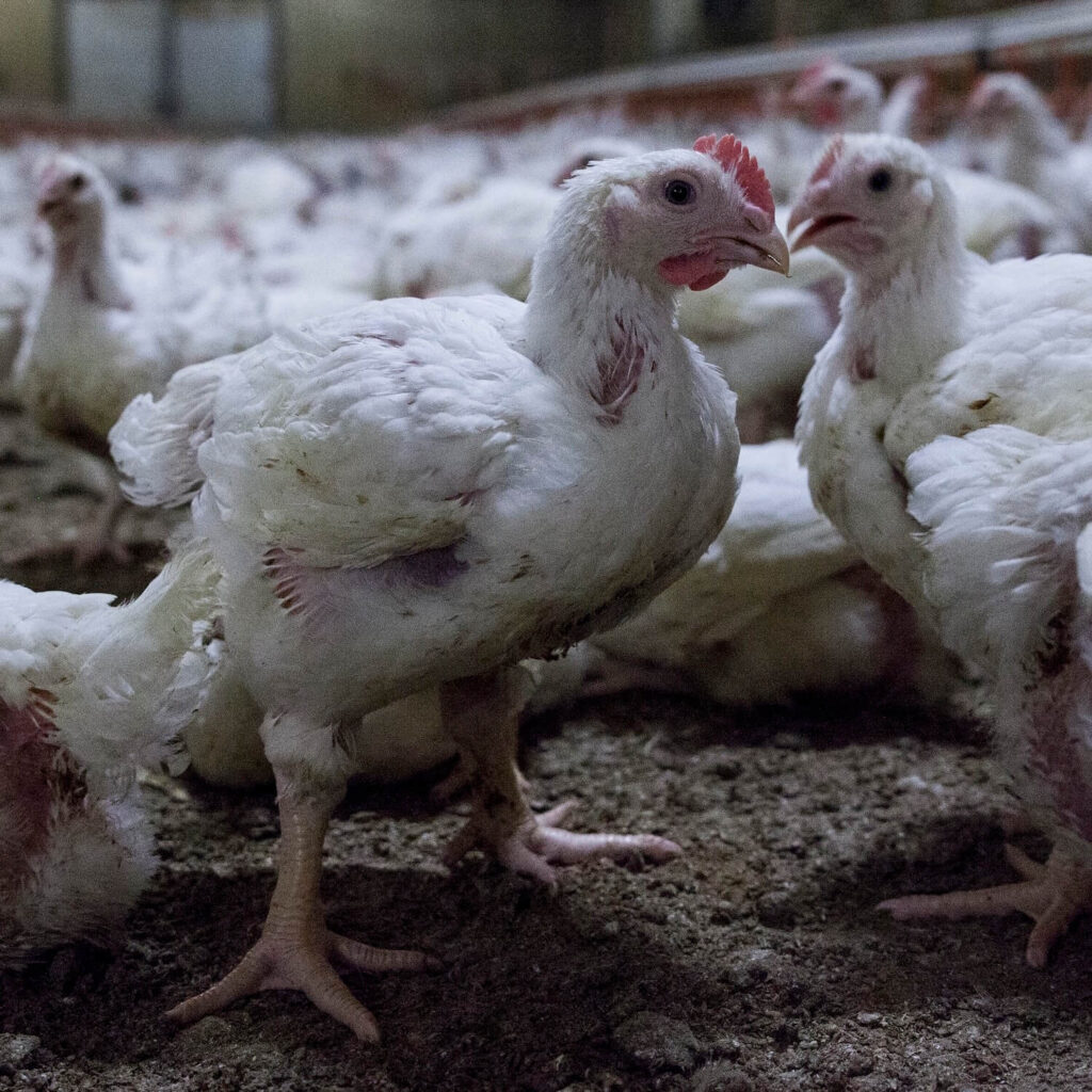 L’indagine di Animal Equality negli allevamenti di polli in Germania.
