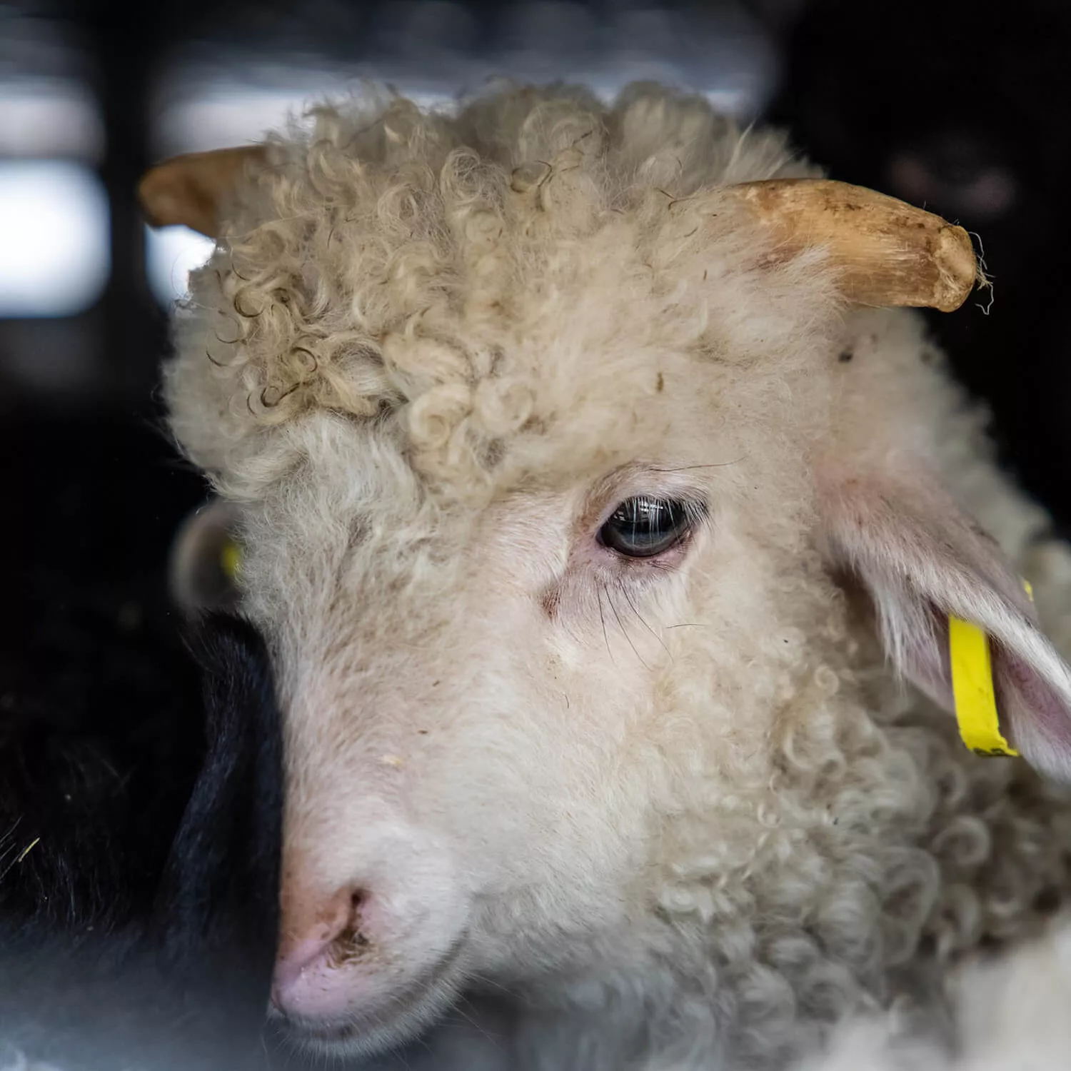 Agnello all'interno di un camion per i trasporti