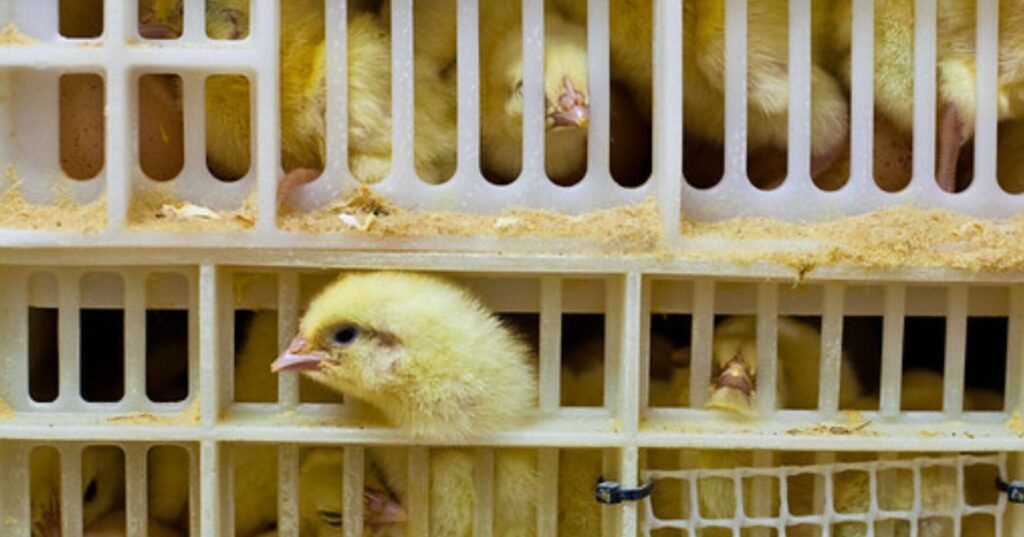 chick-culling