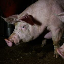 Il vero costo della carne: la vita dei maiali negli allevamenti intensivi spagnoli