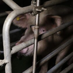 Giornata mondiale degli animali negli allevamenti: ma l’Europa non pubblica ancora la revisione di legge per aiutarli