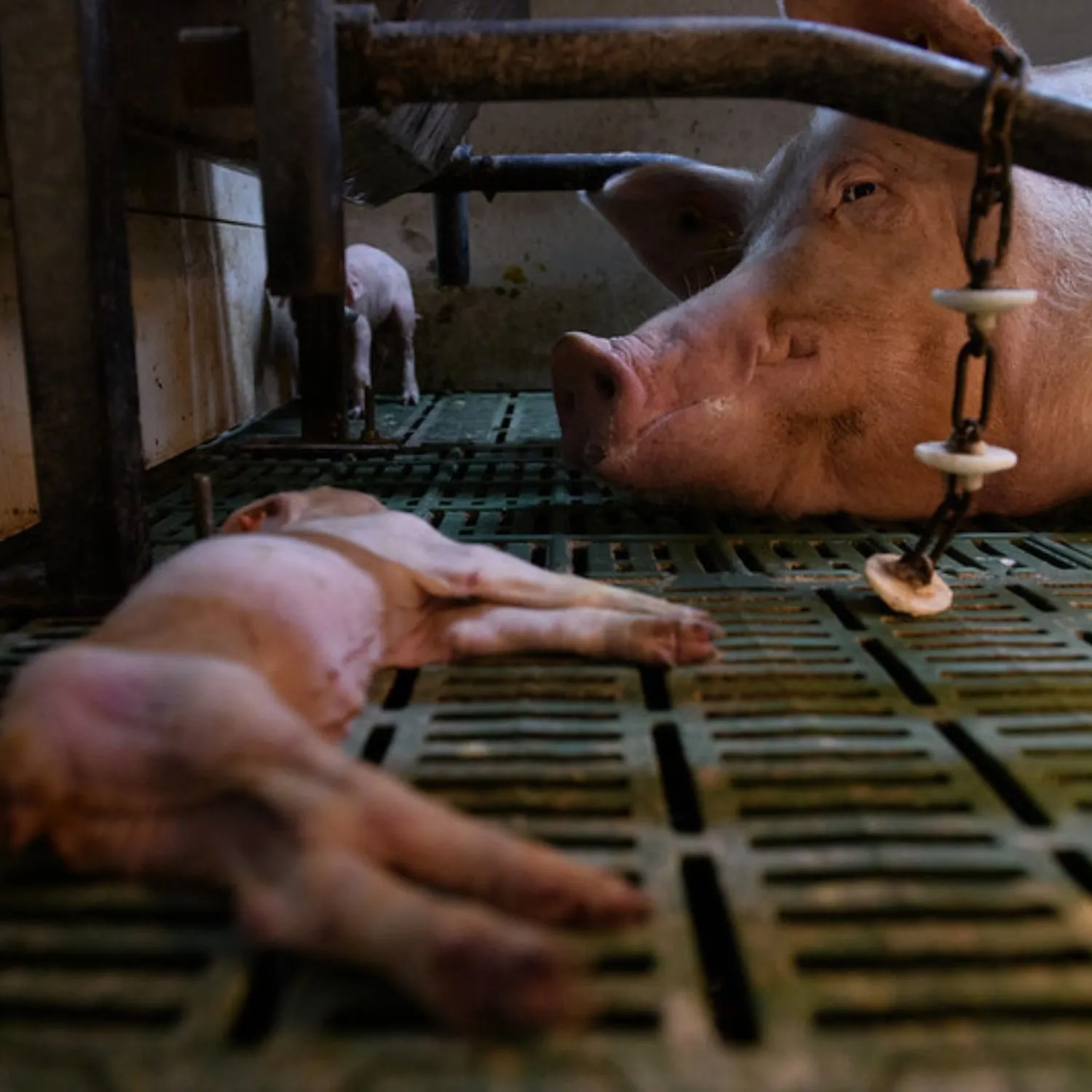 Riforma della legislazione UE sul benessere animale: l’appello dei deputati italiani