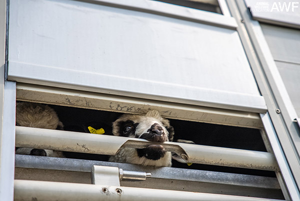 Trasporto animali vivi: bozza del nuovo regolamento presentata dall'UE, ma  per le associazioni non è abbastanza - greenMe