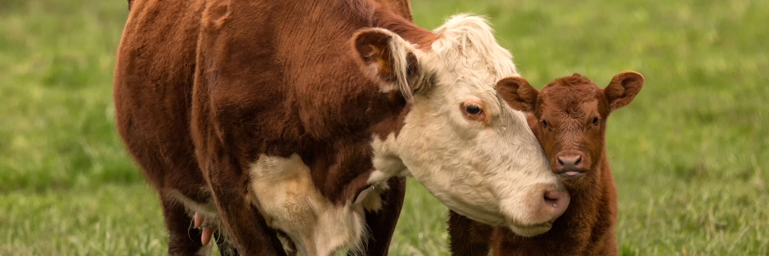 Mucca e vitellino in libertà