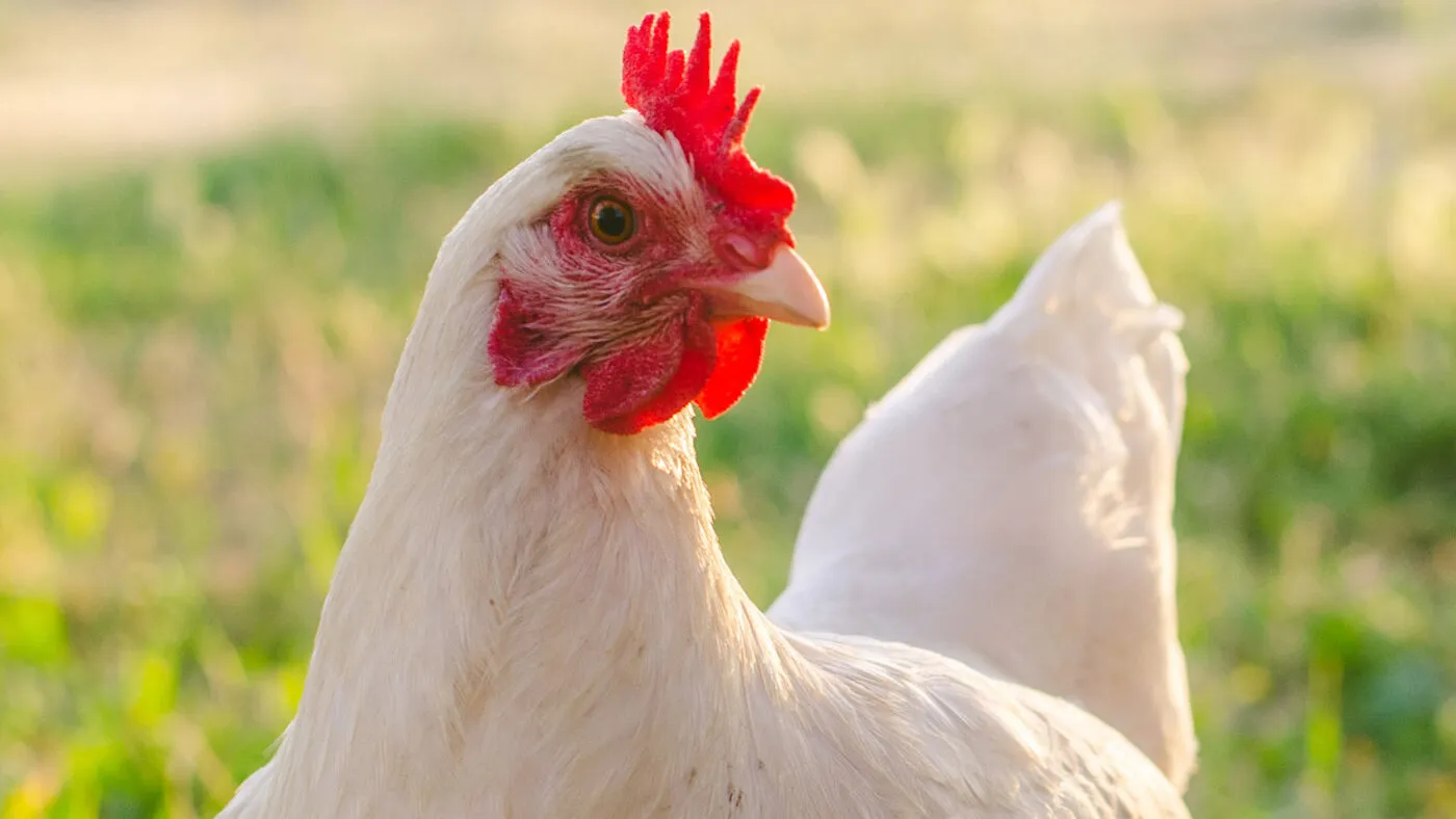 Gallina libera