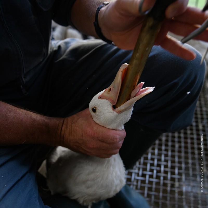Alimentazione forzata foie gras