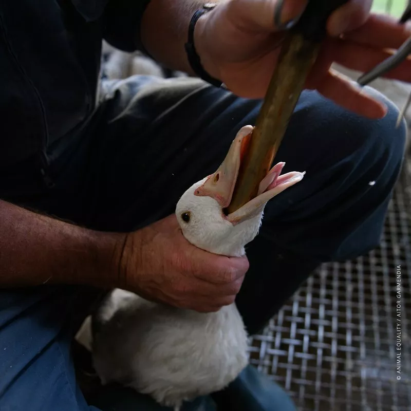 Campioni olimpici, esperti di sostenibilità e accademici chiedono agli organizzatori dei Giochi olimpici di rimuovere il foie gras dal menù