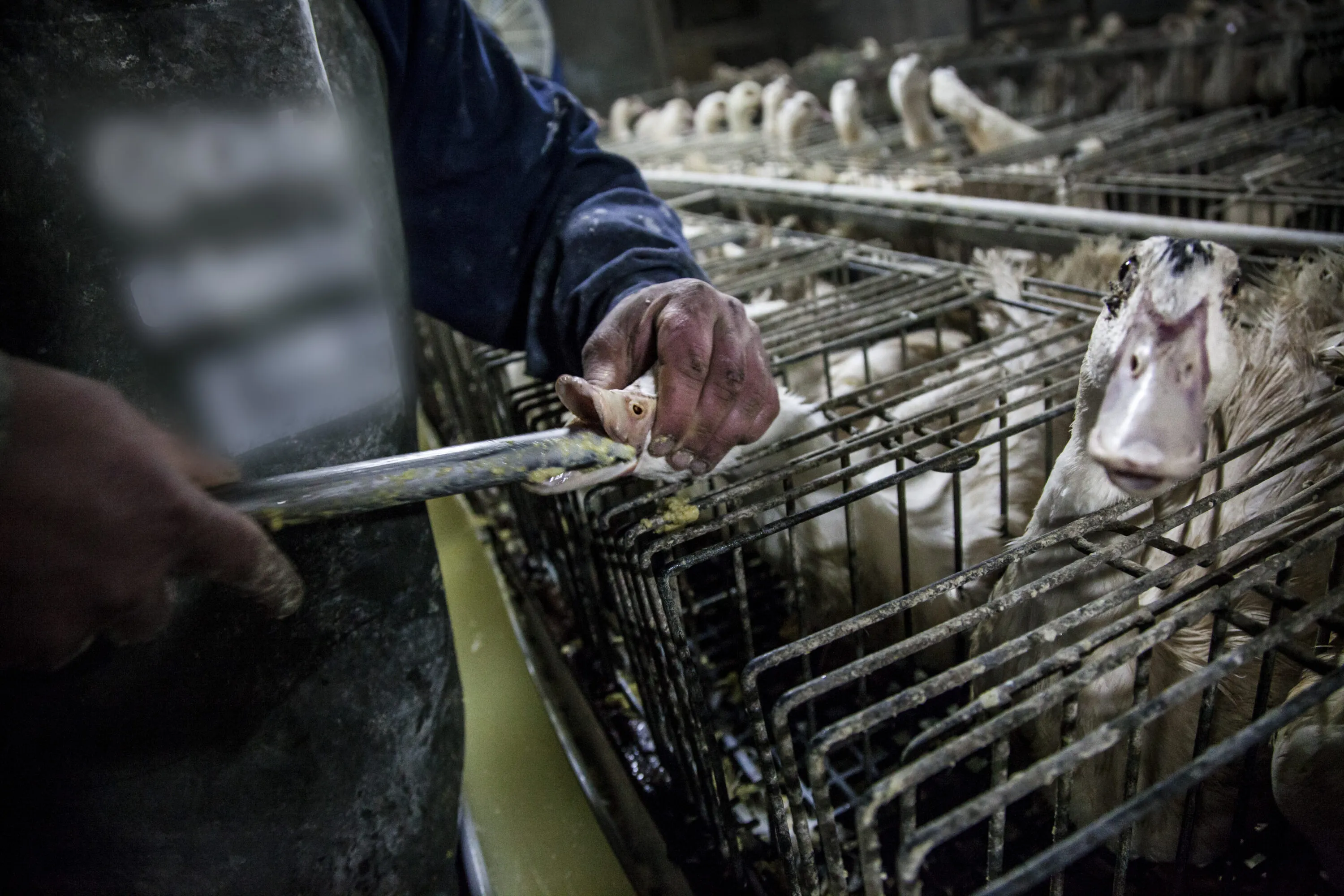 Anatre alimentata a forza per la produzione di foie gras