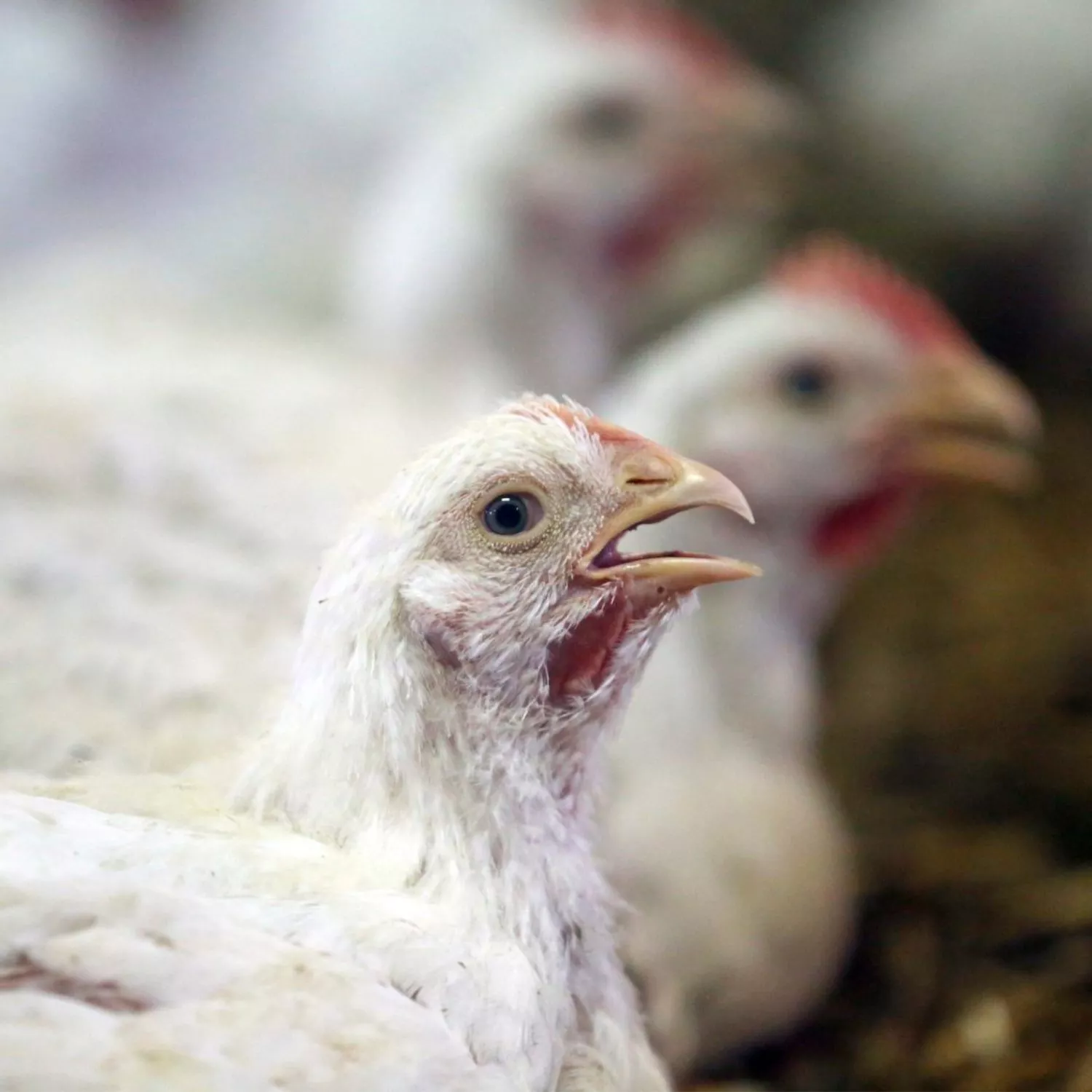 Polli selezionati geneticamente: l’Unione europea riapre le nostre denunce verso i paesi europei 