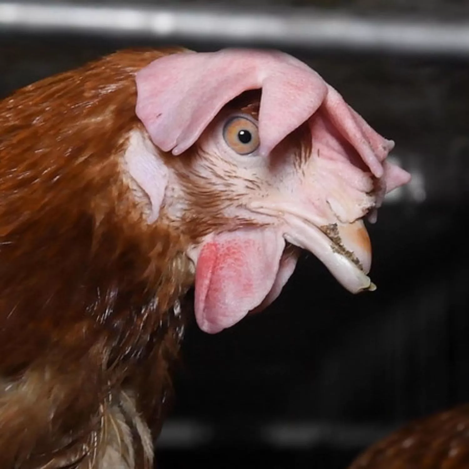 Gallina nella gabbia di un allevamento