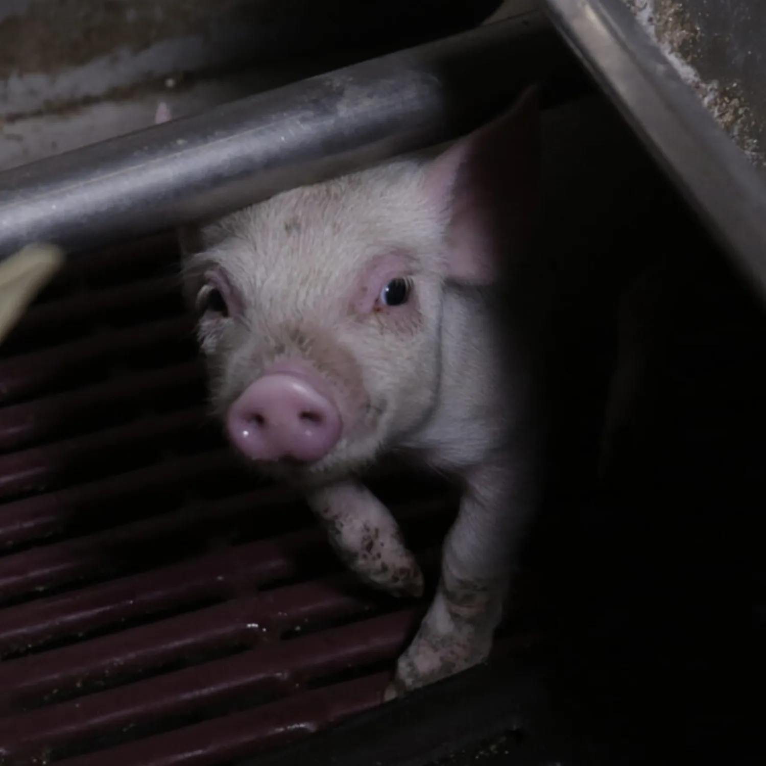 La Commissione europea avvia la revisione della legislazione sul benessere animale negli allevamenti