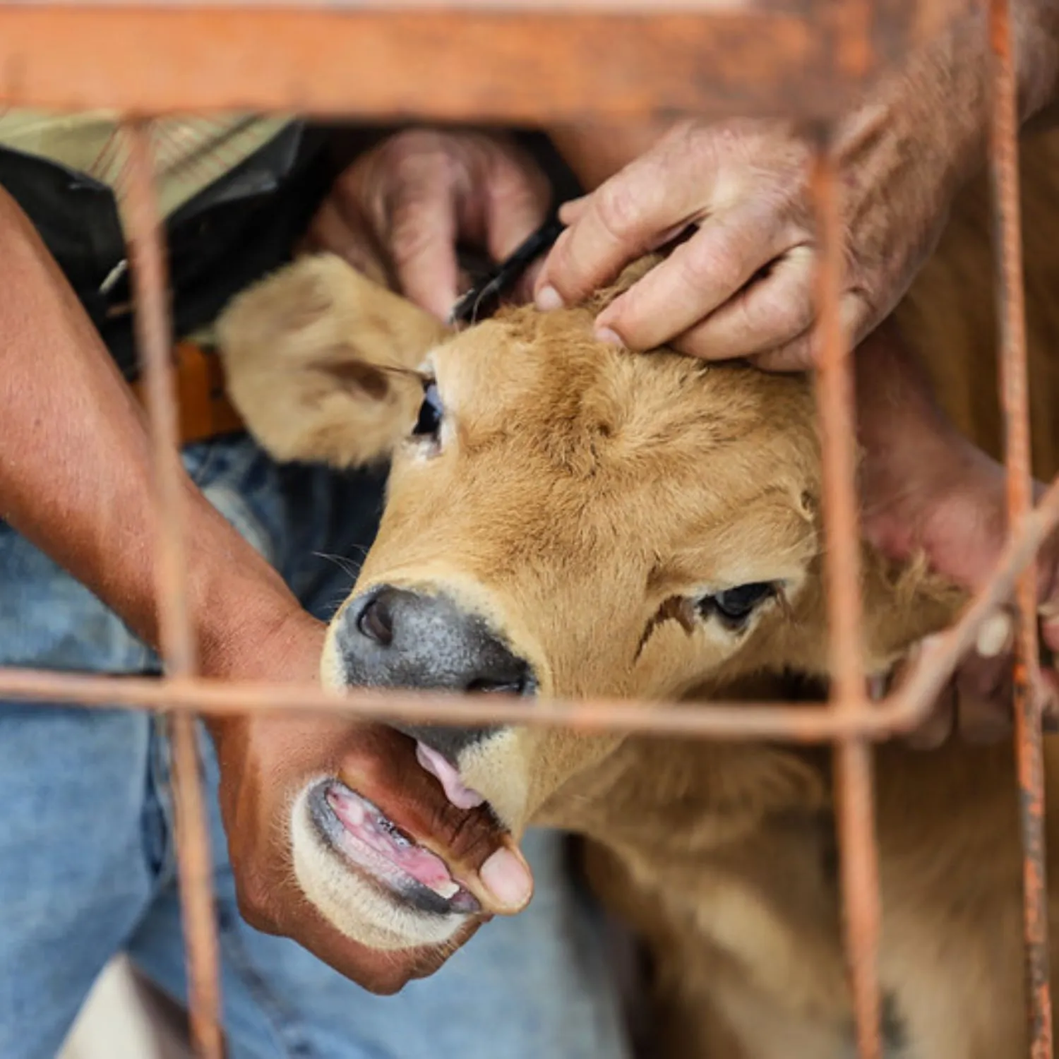 In Messico i passi avanti per la protezione degli animali non si fermano
