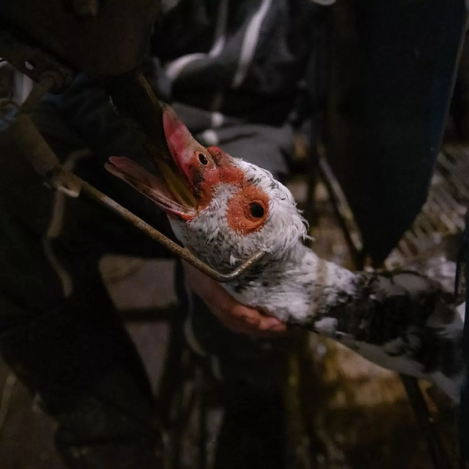 Lollobrigida intervenga in Europa per salvare milioni di anatre e oche sfruttate nell’industria del foie gras: la lettera delle associazioni