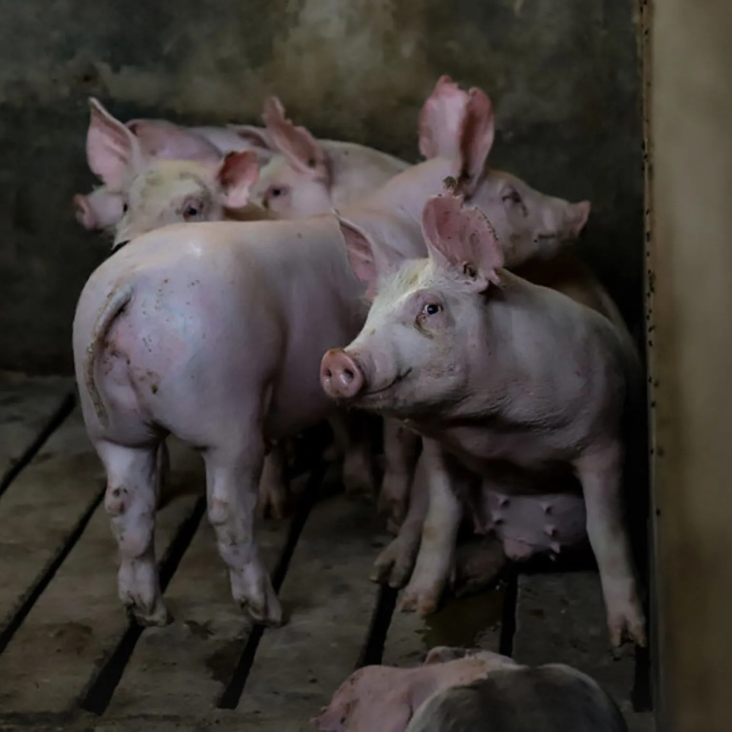 Oltre ai diritti degli animali, gli allevamenti violano anche i diritti umani